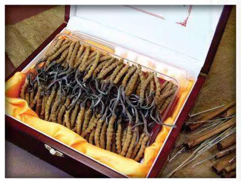 环县冬虫夏草回收